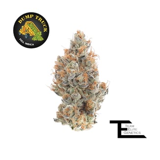 Team Elite Genetics — Dump Truck