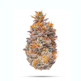 K-Dynamite by CMS Gardens