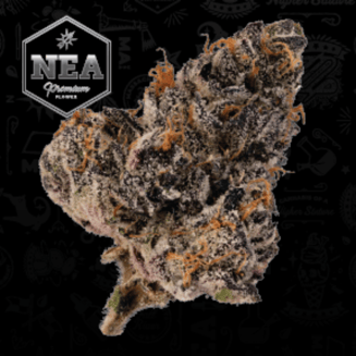 Quicksand by Northeast Alternatives