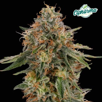 Melonade Flower H 27476 by CTPharma