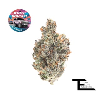 Team Elite Genetics: White Bronco