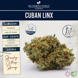 Cuban Linx by Butterfly Effect