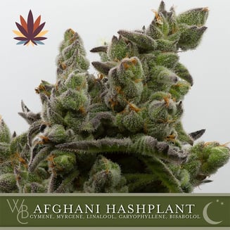 Afghani Hashplant by Washington Bud Company