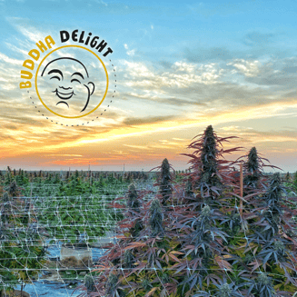 Apple Bananas by Buddha Delight