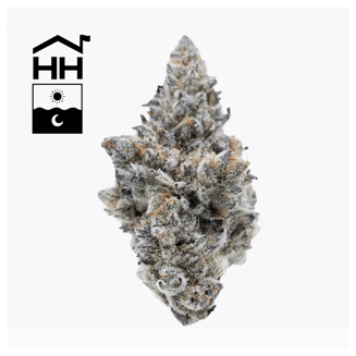 Animal Tsunami by Harbor House Collective