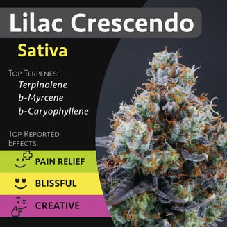 Lilac Crescendo by GraniteLeaf Cannabis