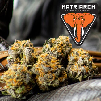 Dance World by Matriarch