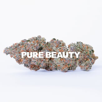 Pure Beauty — Midnight Snack