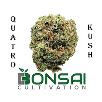 Quatro Kush by Bonsai Cultivation