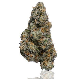 CAM: Mule Fuel