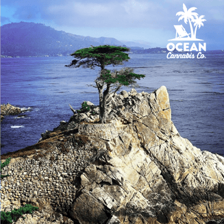 Ape Disel by Ocean Cannabis Company