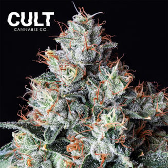 Valley Dog OG by Cult Cannabis Co.