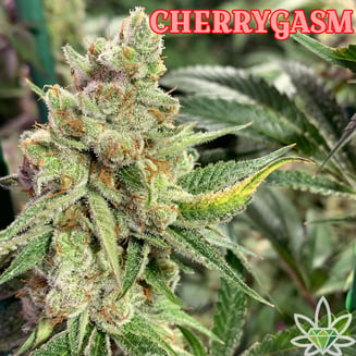 Cherrygasm by High End Farms