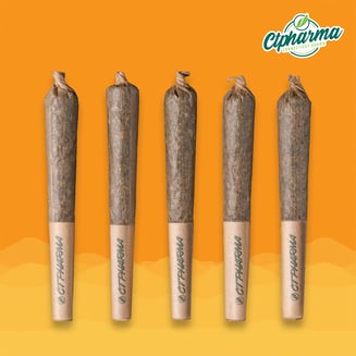 B52 Bomber Shorties S 25743 by CTPharma
