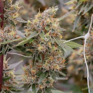 Lemon OG by Sol-Canna