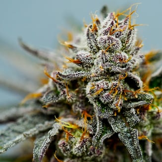 Vampire Slayah 20 [.5g] by 1937 Farms