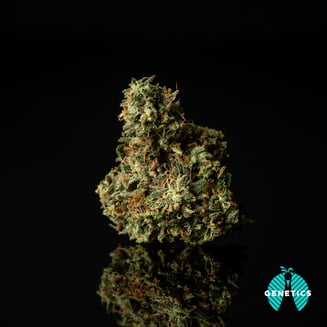Biscotti x Kush Mintz by Maitri Genetics