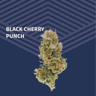 Value Black Cherry Punch by Pure Dakota