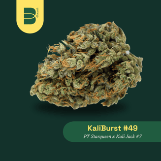 KaliBurst #49 by Botanist