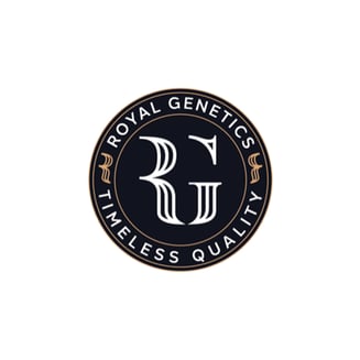 Arancio Loco by Royal Genetics