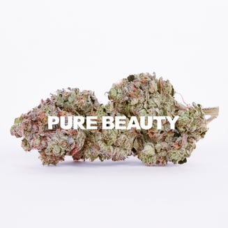 Pure Beauty — Crescendo