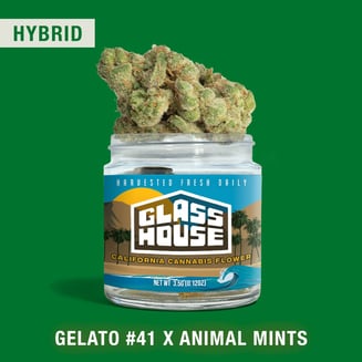 Glass House Farms — Gelato #41 X Animal Mints