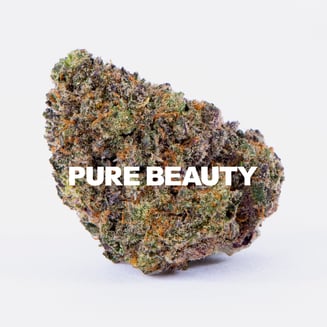 Pure Beauty — Terry T X Gelato 33