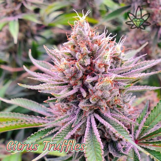 Citrus Truffles by High End Farms