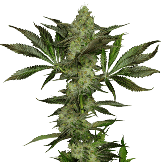 Beach Cake Half Ounce (14g) by GraniteLeaf Cannabis