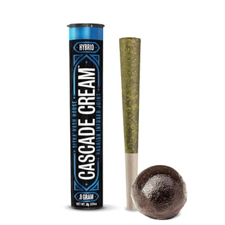 Cascade Cream [.8g] by Sitka