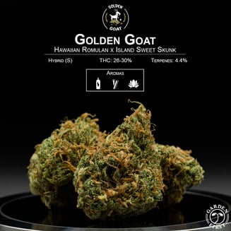 Golden Goat by Garden First