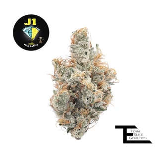 Team Elite Genetics — J1