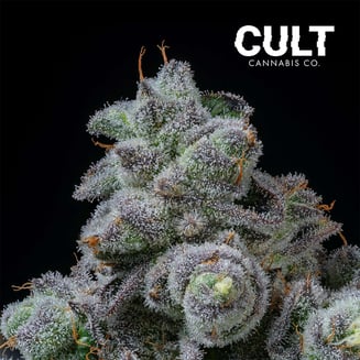 Animal Tsunami by Cult Cannabis Co.