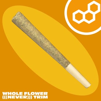 Berry Hdz 2g Fatboy 42081
