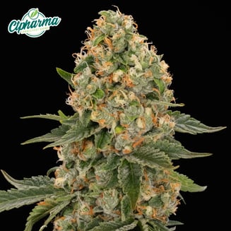 Scout Breath Flower I 27406 by CTPharma