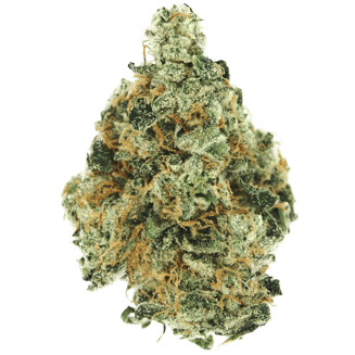 20:1 Kilimanjaro (KMJ) (Small Bud) by Vireo