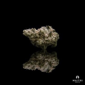 Nana Truff x Piccolo by Maitri Genetics