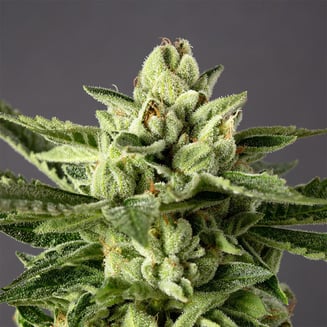 Cheetah Piss by Desert Peaks Farms