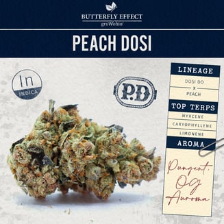 Peach Dosi by Butterfly Effect