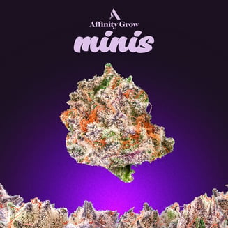 501st Flower Minis T23.33% I 01000 by Affinity Grow