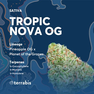Tropic Nova OG by Terrabis