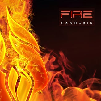 707 Truthband by Fire Cannabis