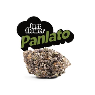 PanLato [4g] by Just Flower