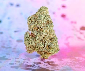 Dama Glue [2g] by Dama