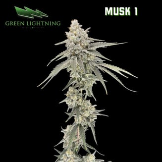 Musk 1 by Green Lightning