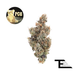 Team Elite Genetics — Pgb