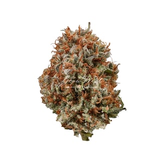 Flo x Stardawg by Grow West