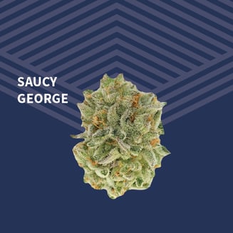 Saucy George by Pure Dakota