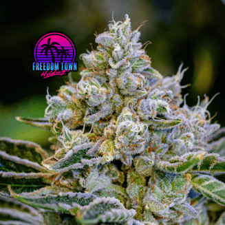 Acai Gelato x Sherb BX1 by Freedom Town