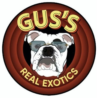 Red 40 by Gus's Real Exotics